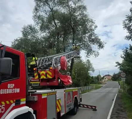 OSP Giebułtów pomagało w usuwaniu drzewa uszkodzonego przez piorun w Garlicy Duchownej