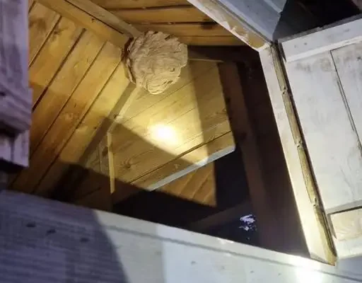 OSP Kamienica usuwa gniazdo owadów na ul. Jazowej